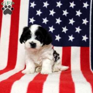 Jersey, Morkie-Poo Puppy